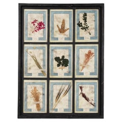 20th Century Italian Large Oak Frame Containing Pressed Flowers & Herbs