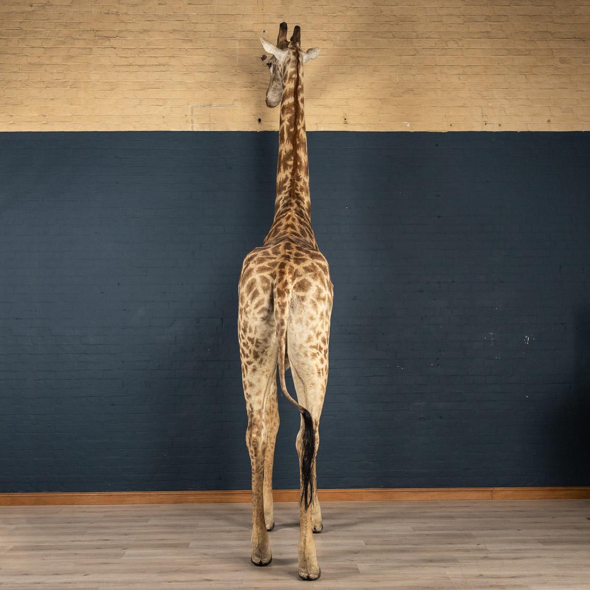 taxidermy giraffe for sale