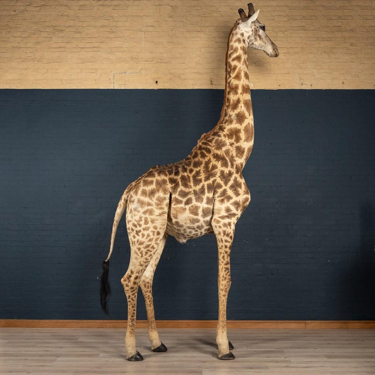 20th Century Massive Full Mount Taxidermy Male Giraffe at 1stDibs