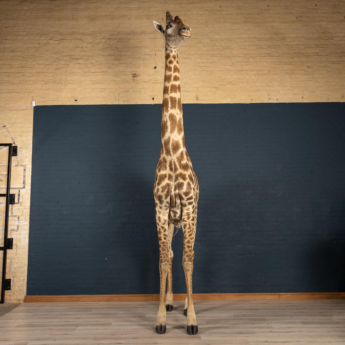 giraffe taxidermy