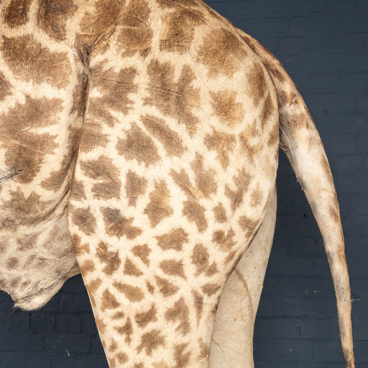 Animal Skin 20th Century Massive Full Mount Taxidermy Male Giraffe