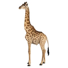 20th Century Massive Full Mount Taxidermy Male Giraffe