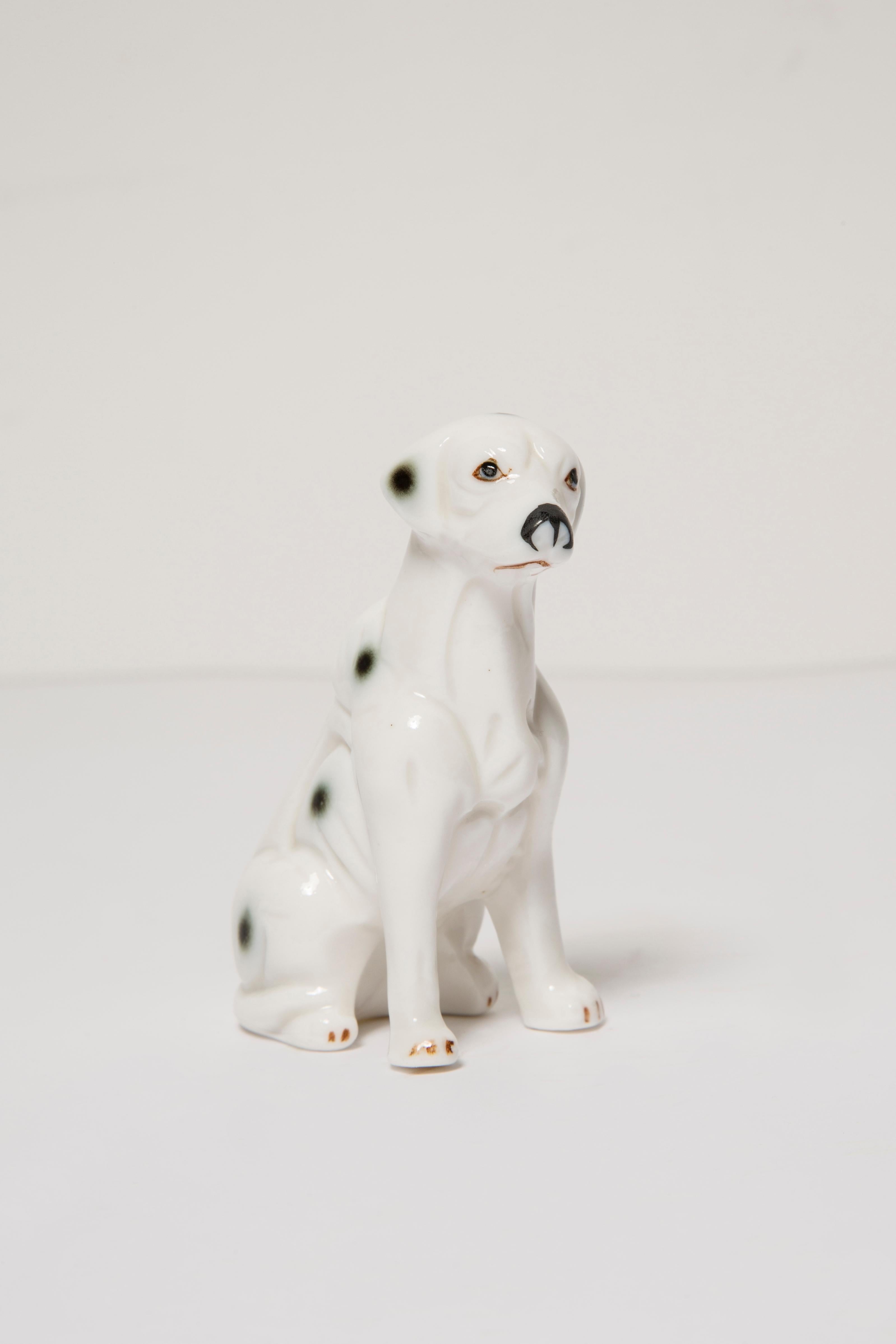 miniature dalmatian size