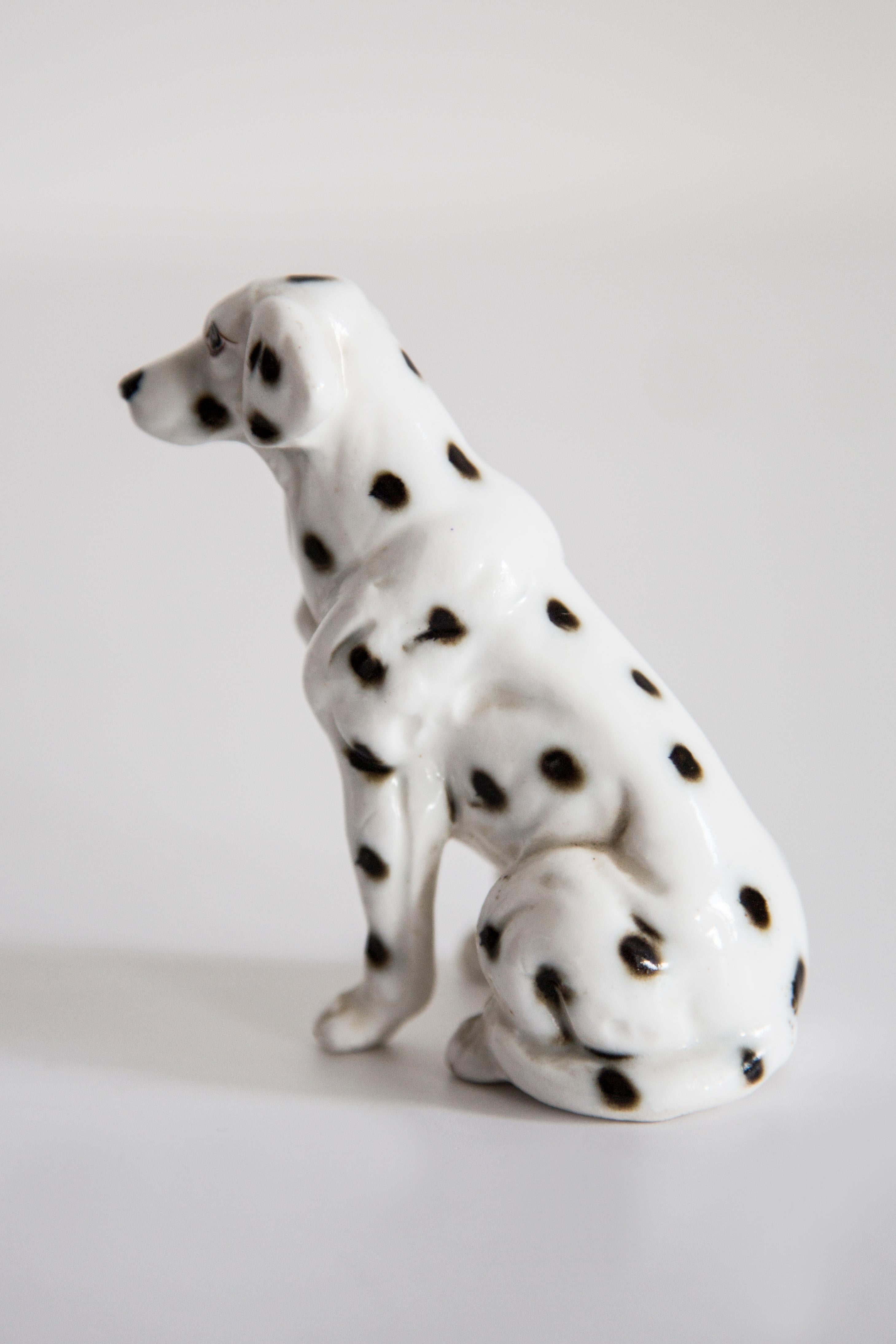 dalmata piccolo