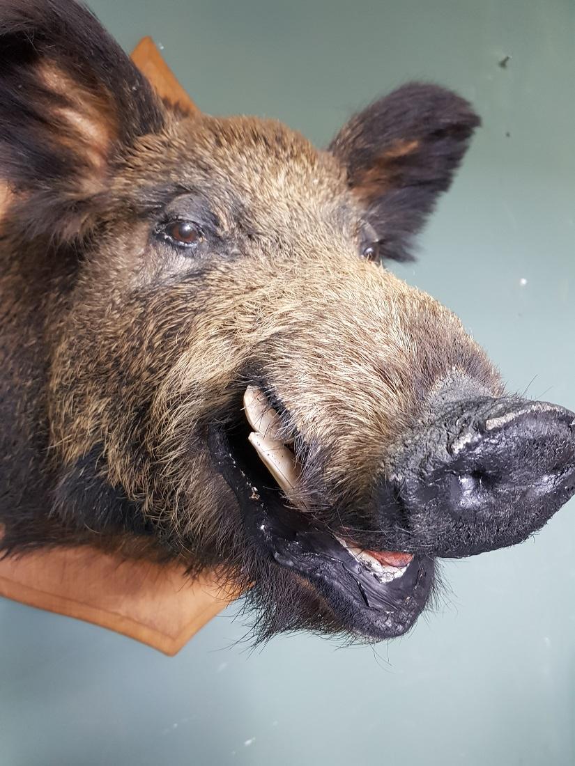 Large stuffed wild boar head mounted on an oak shield, it comes from France and is in a good condition. Originating from the end of the 20th century.

The measurements are,
Depth 58 cm/ 22.8 inch.
Width 55 cm/ 21.6 inch.
Height 75 cm/ 29.5 inch.
