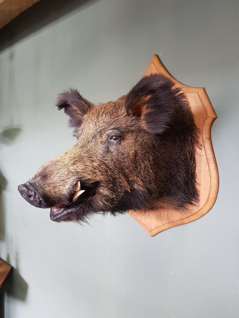hog head mounts
