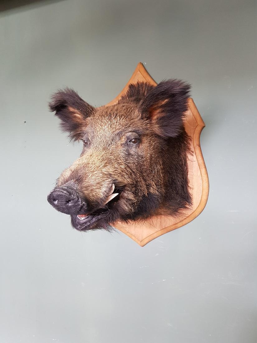 wild boar shield