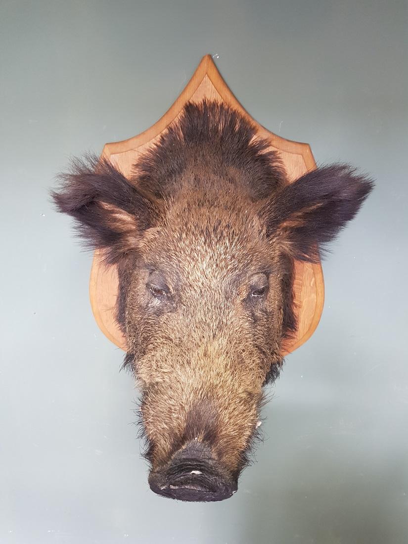 hog shield