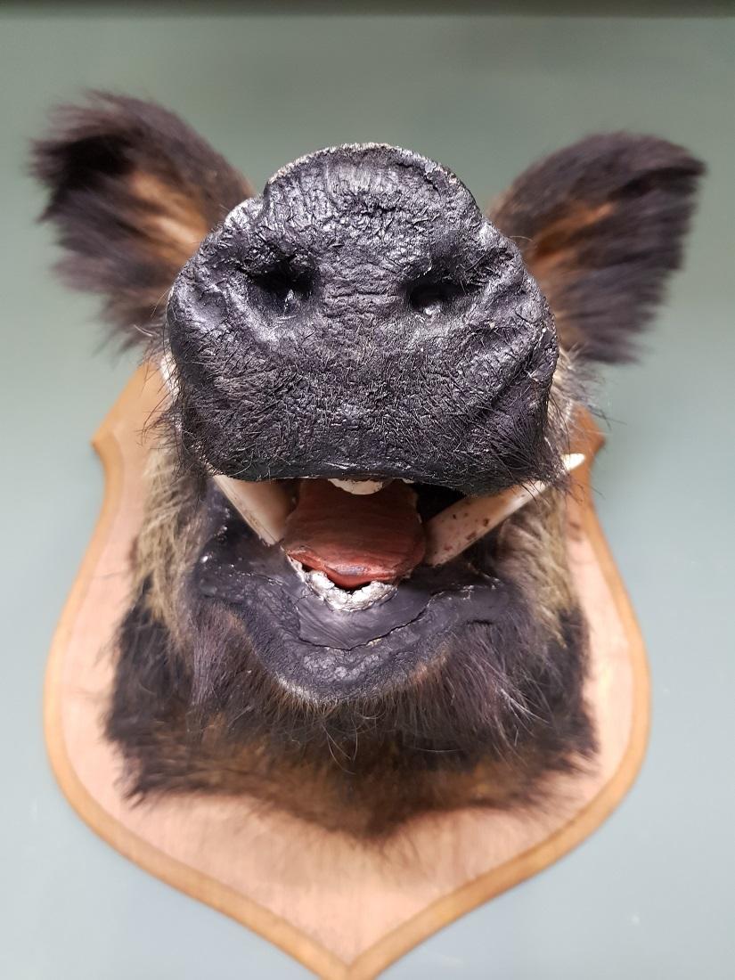 20th Century Mounted French Wild Boar Head on an Oak Shield In Good Condition In Raalte, NL