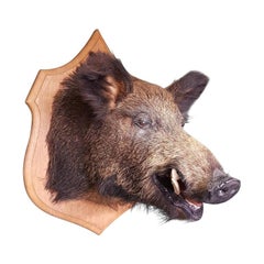 20th Century Mounted French Wild Boar Head on an Oak Shield