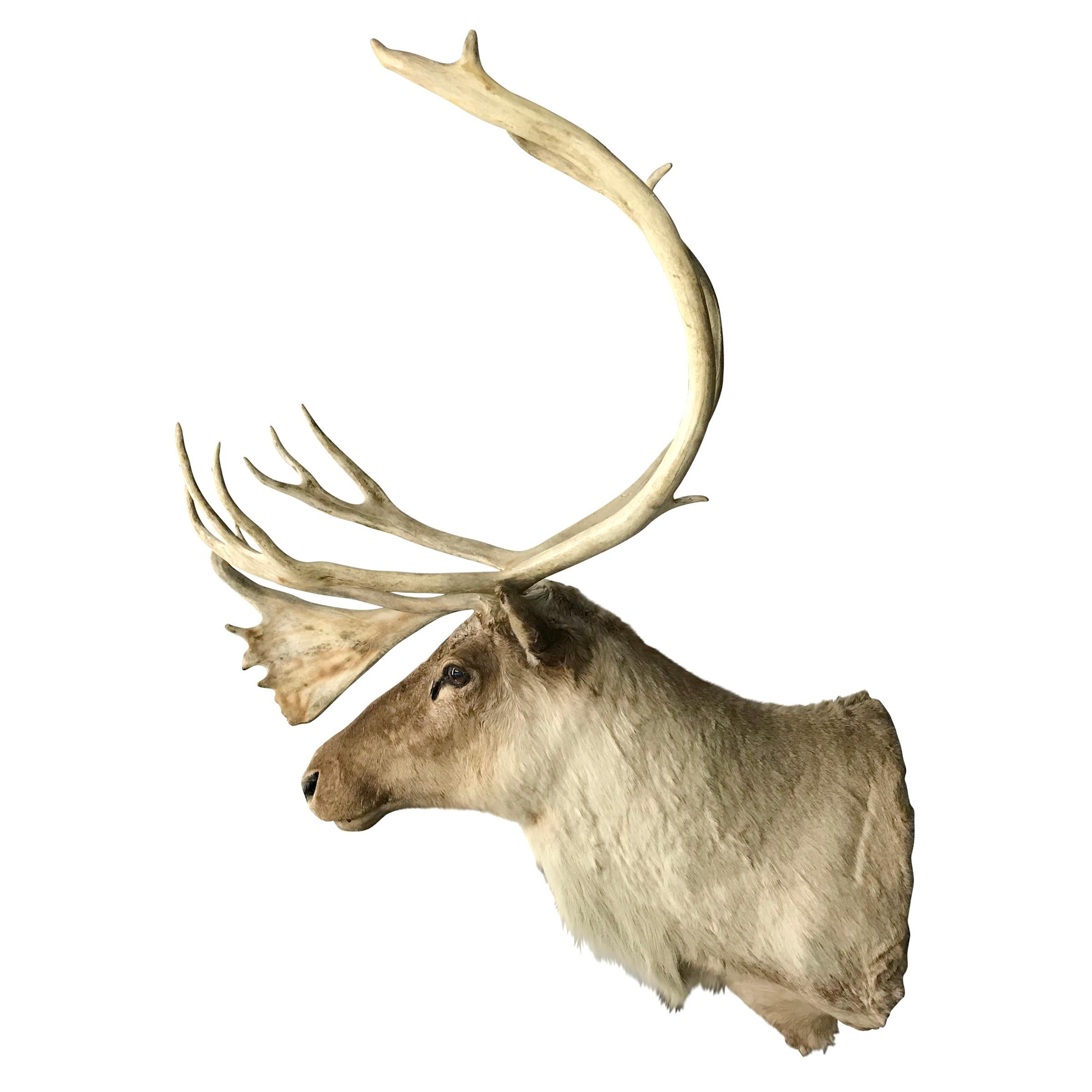 Every cottage needs one of these! A 20th century North American caribou mount with a wonderful expression and a larger-than-life presence.