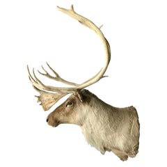 20th Century North American Caribou Mount
