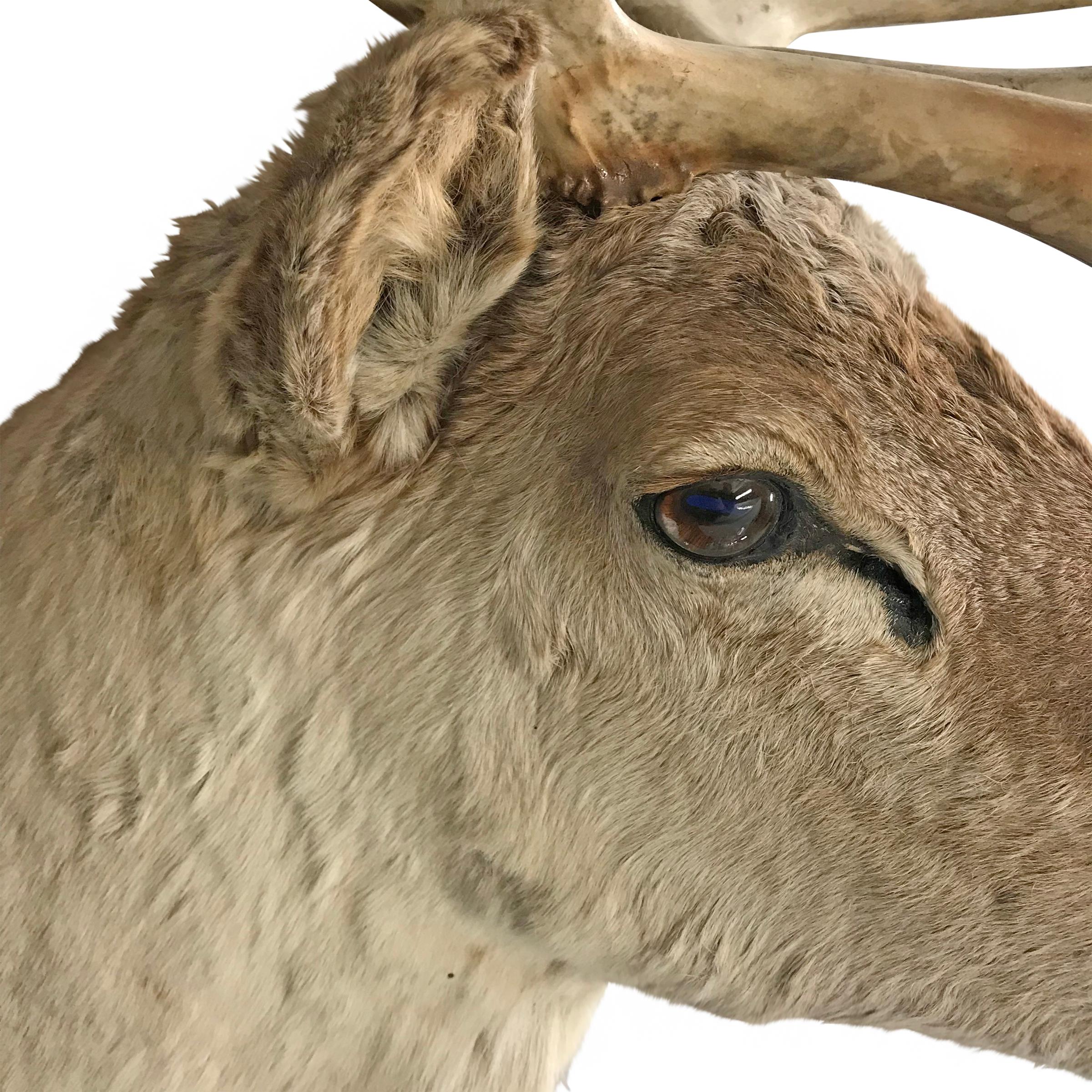20th Century North American Caribou Mount In Good Condition For Sale In Chicago, IL