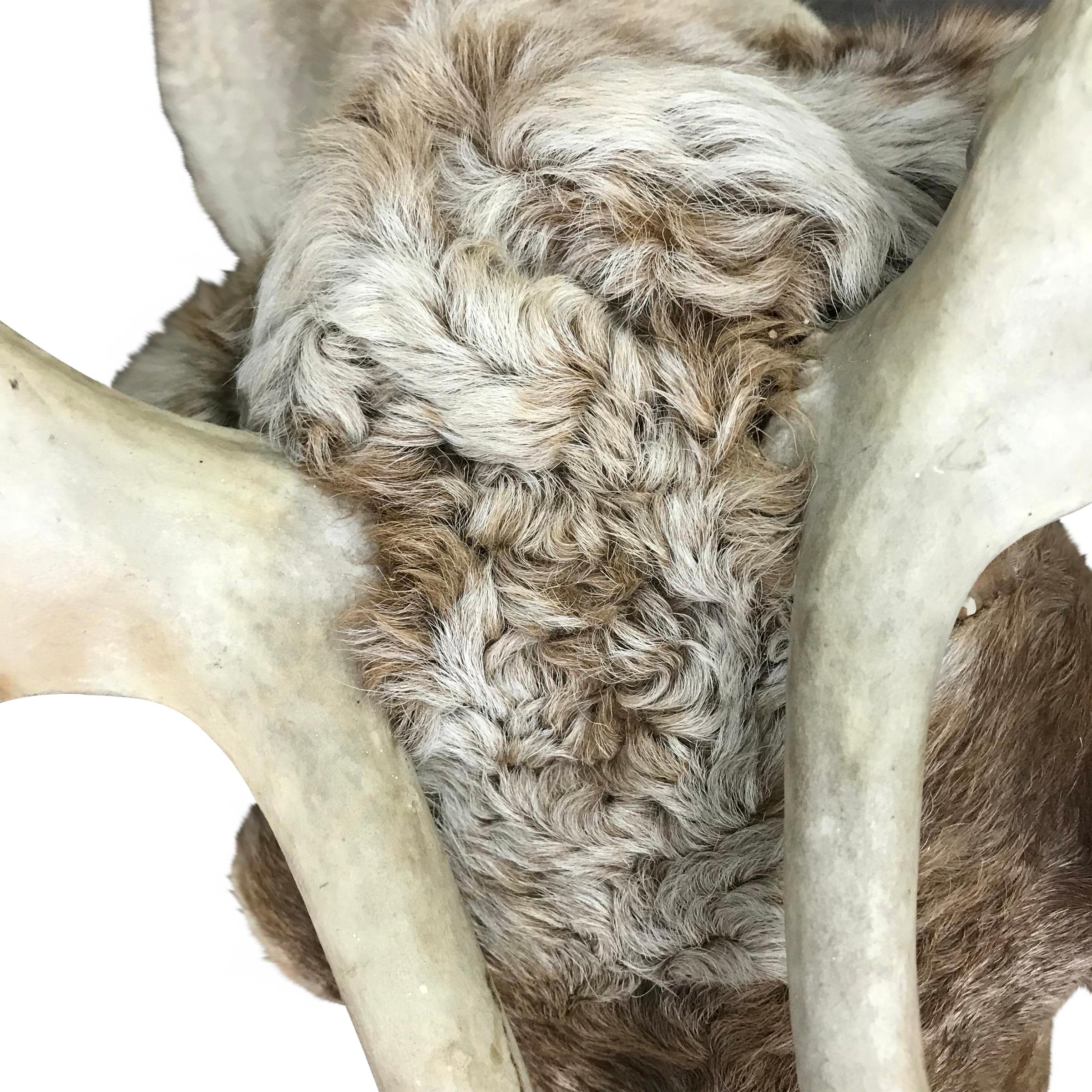 Animal Skin 20th Century North American Caribou Mount For Sale