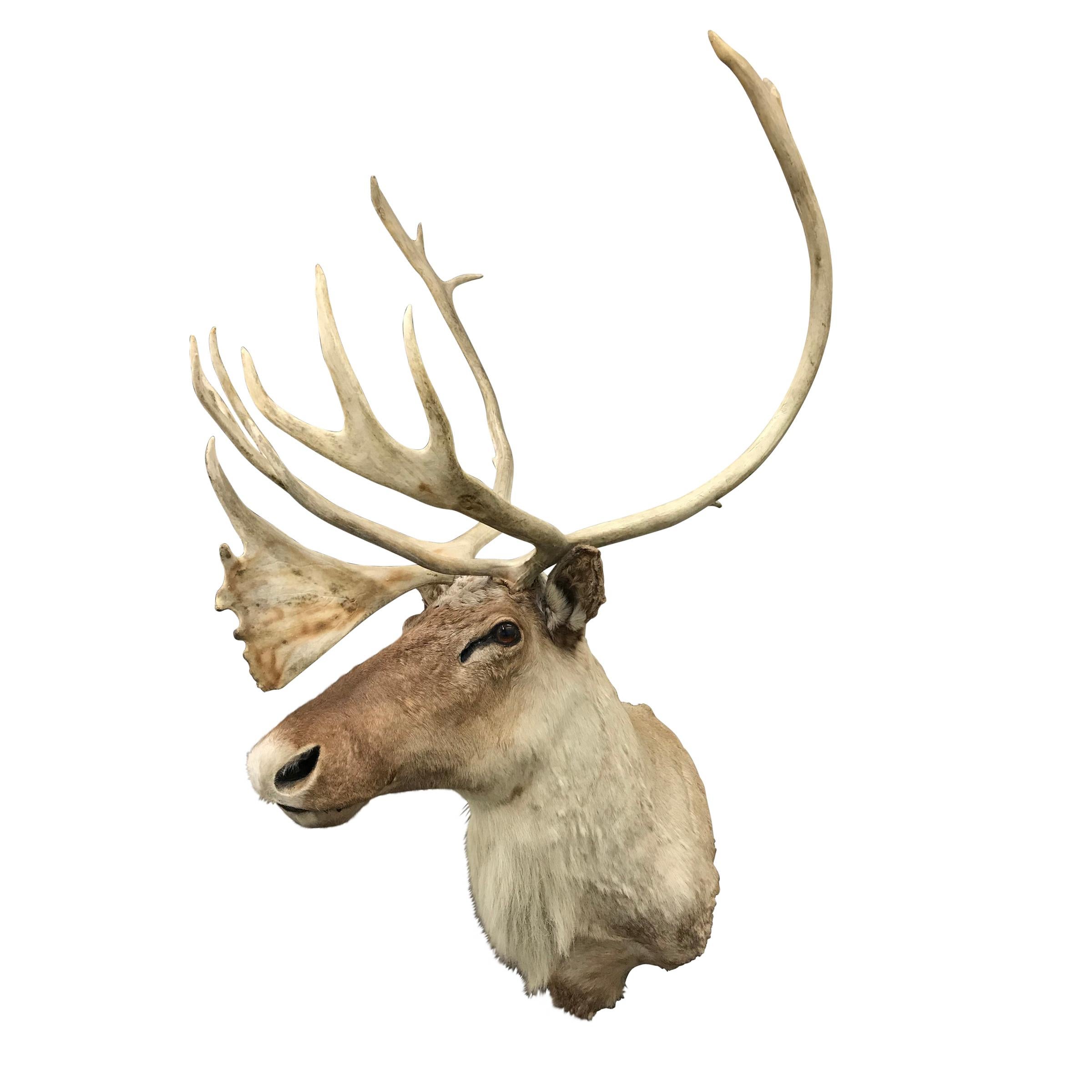20th Century North American Caribou Mount