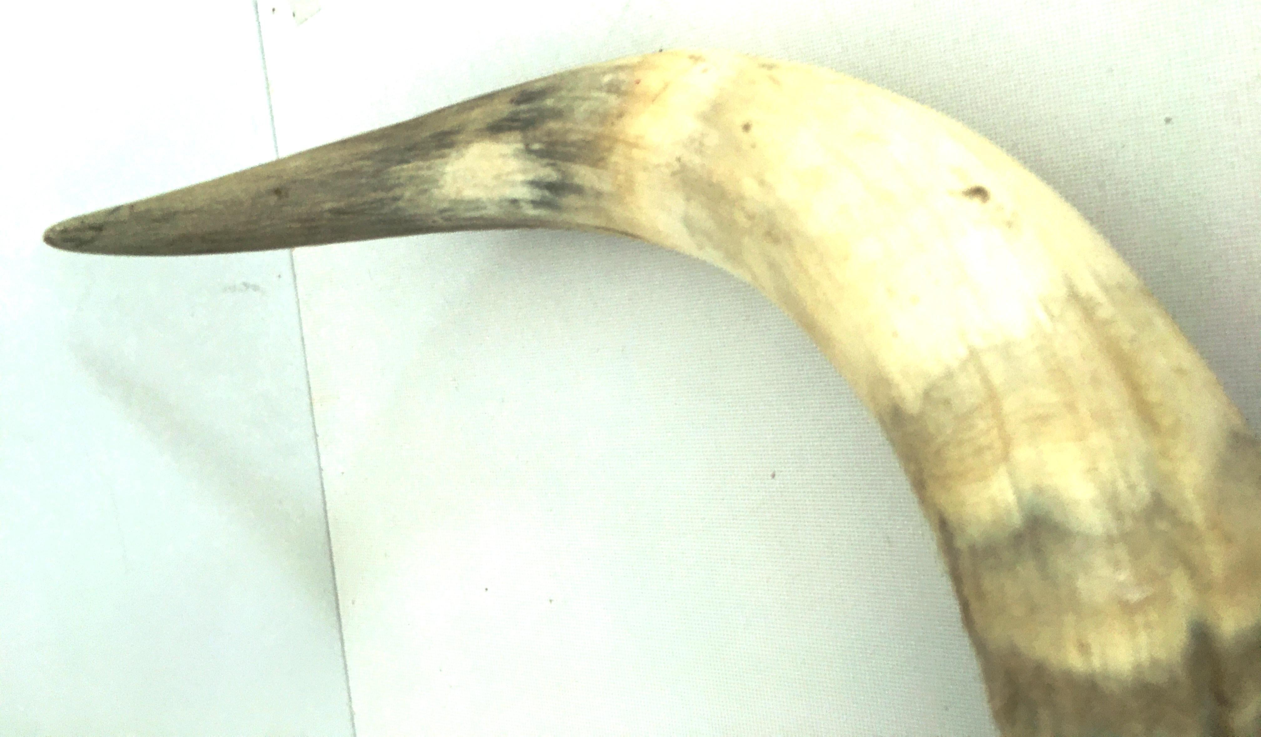 20th Century Pair of Mounted Texas Long Horn's For Sale 2