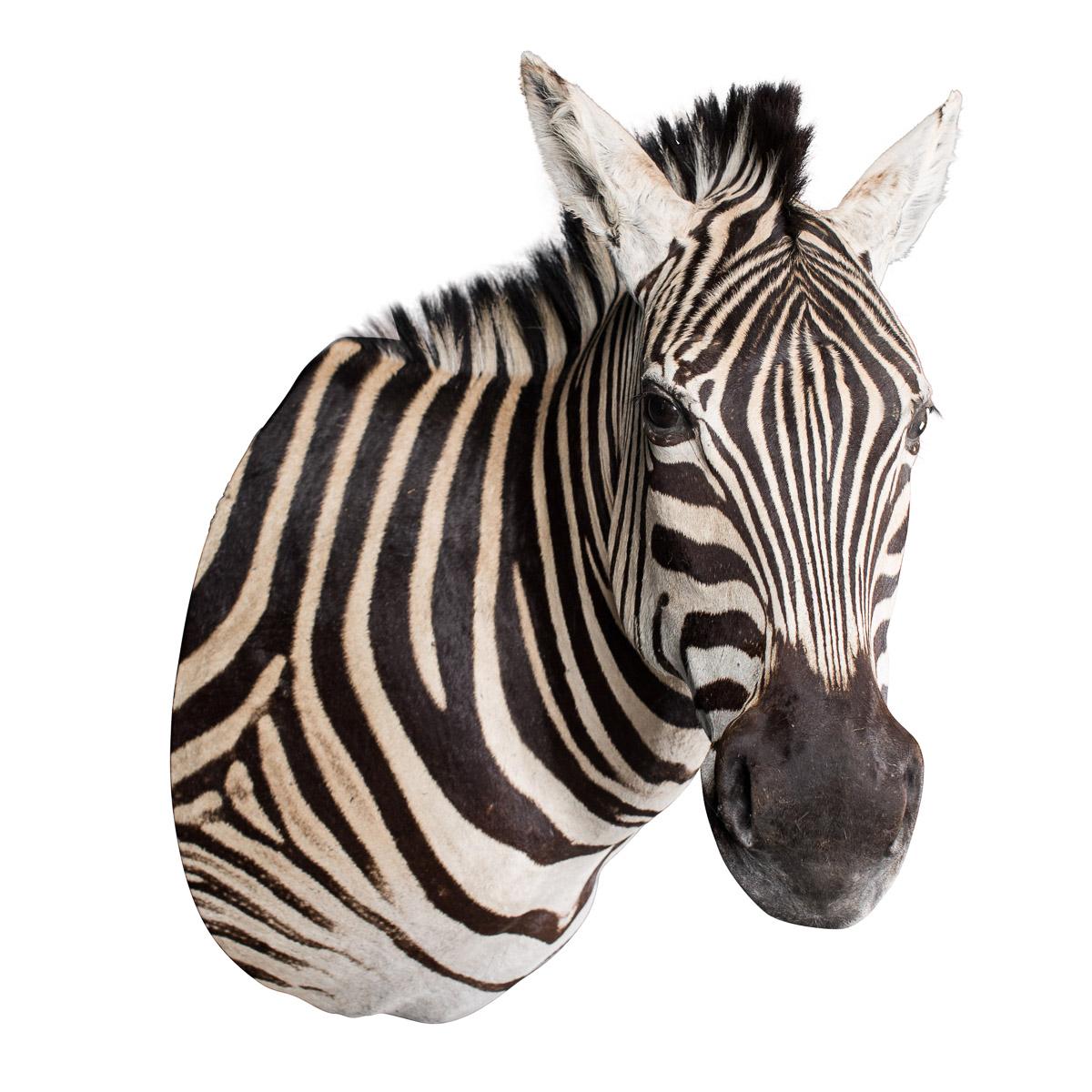 A lovely African taxidermy Burchell's zebra head, particularly large and extremely well preserved, designed to be fixed on to a wall. The plains zebra (Equus quagga, formerly Equus burchelli) is the most common, and has or had about six subspecies