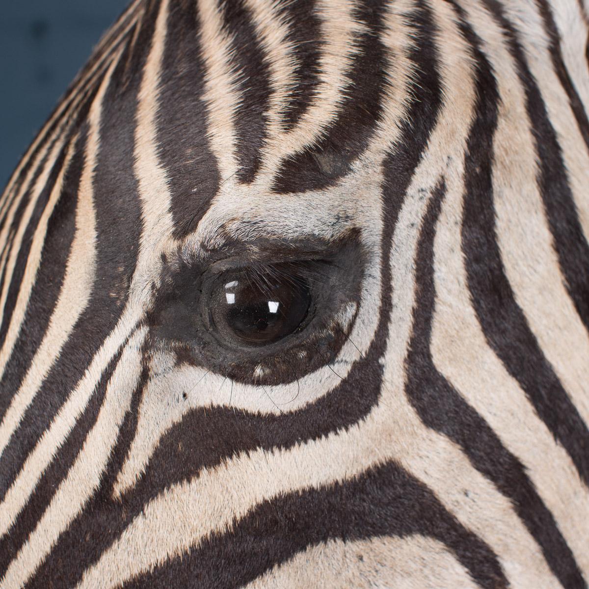 20th Century Rare African Taxidermy Burchell Zebra Head 1