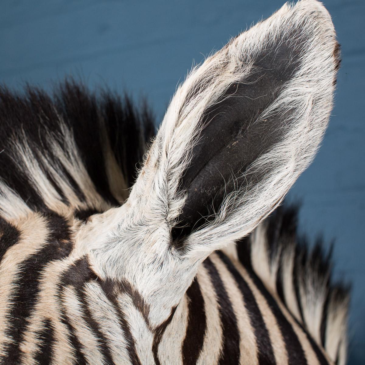 20th Century Rare African Taxidermy Burchell Zebra Head 2