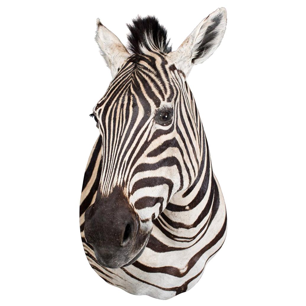 20th Century Rare African Taxidermy Burchell Zebra Head