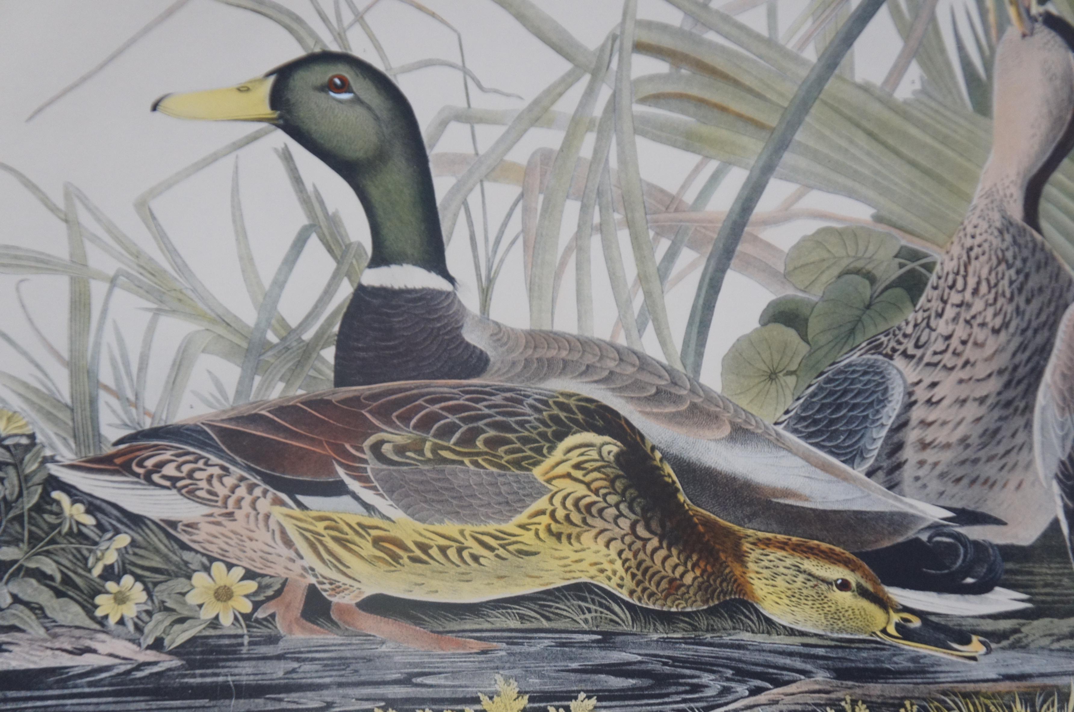 20th Century Robert Havell Mallard Duck Wildlife Landscape Engraving Audubon 6