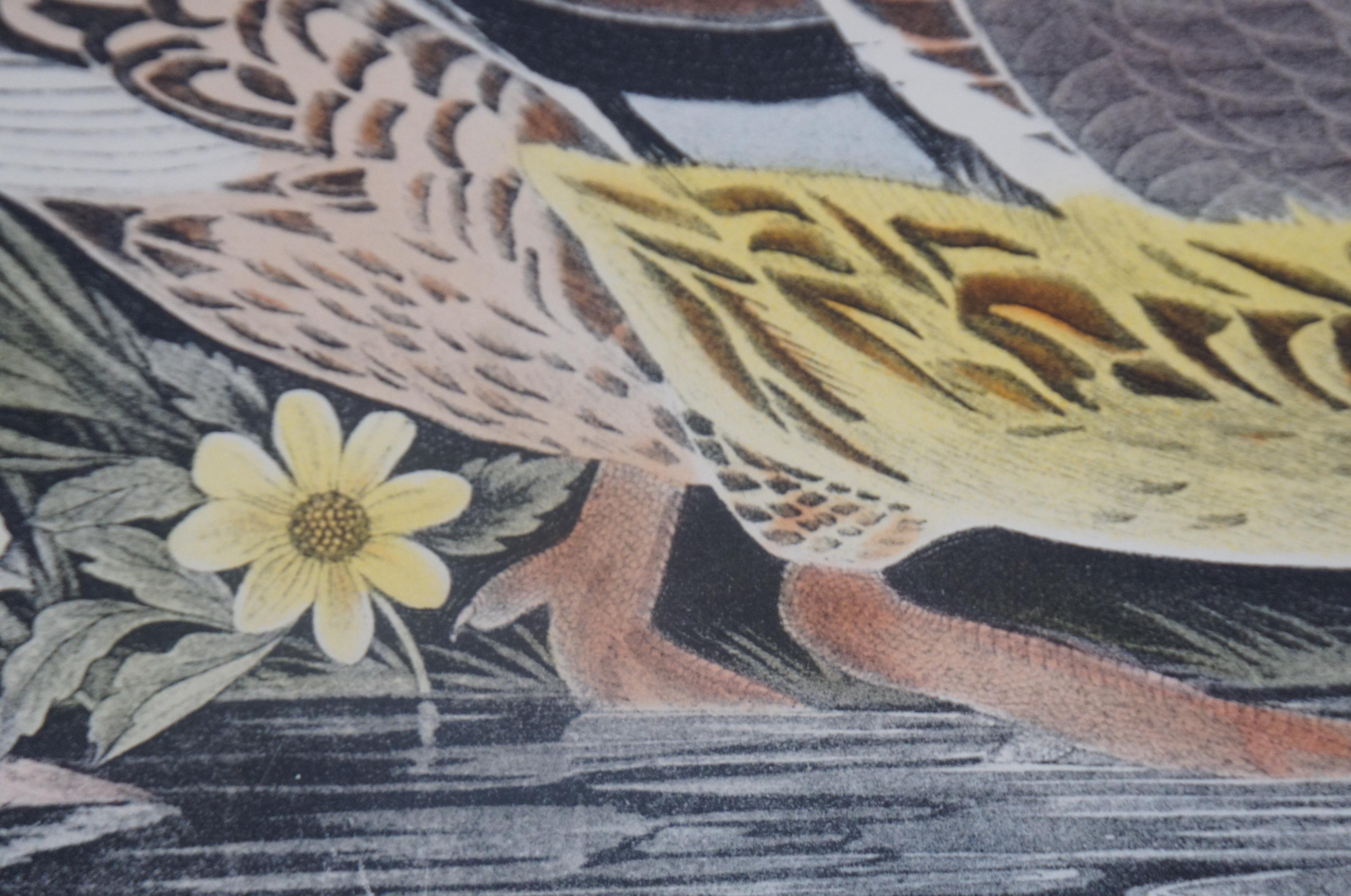 20th Century Robert Havell Mallard Duck Wildlife Landscape Engraving Audubon 7
