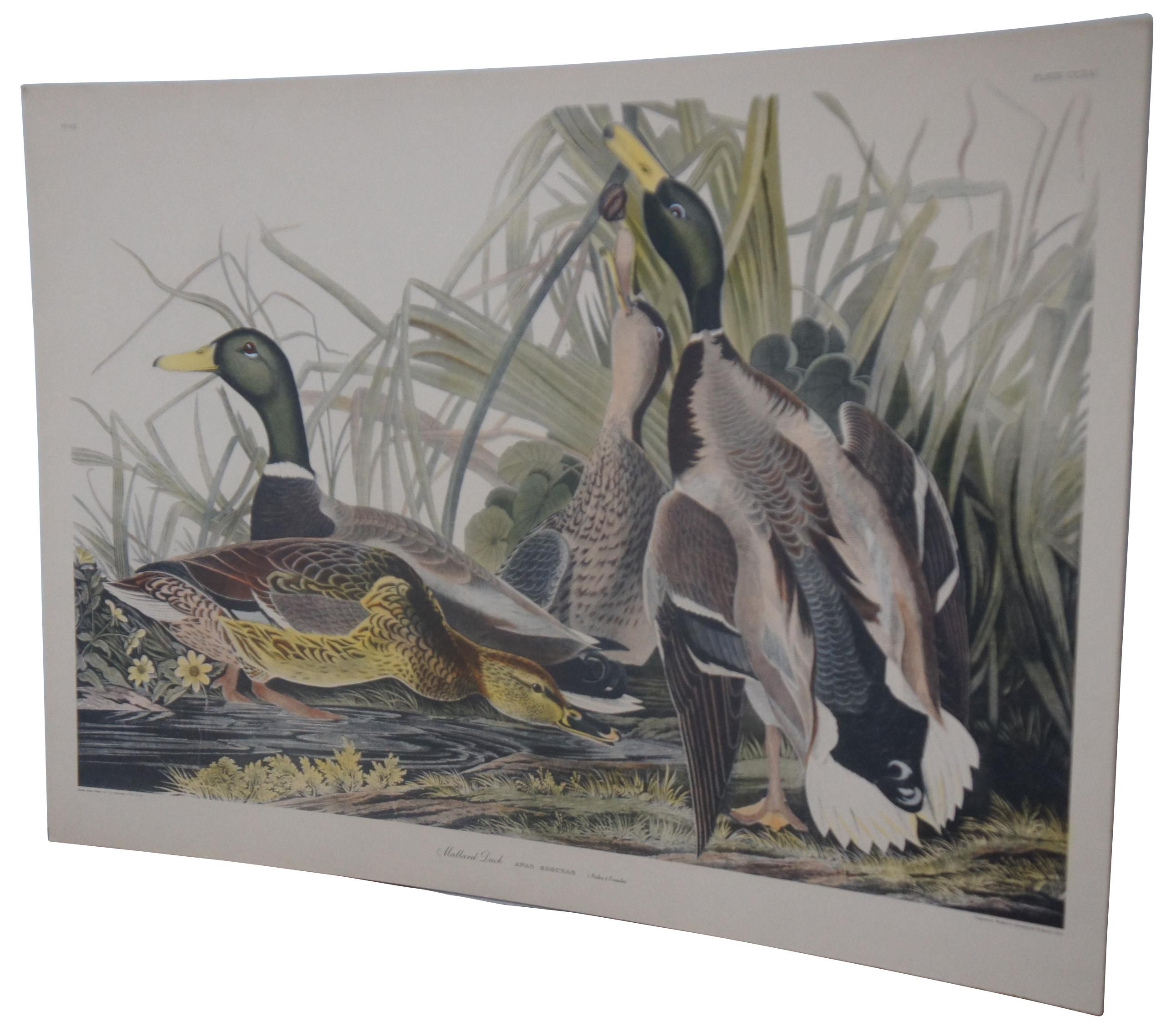 20th century Robert Havell colored engraving featuring two pairs of Mallard Ducks drawn by J.J Audubon. “Born in Reading, England, Robert Havell (1793-1878) was the son of an engraver, and was expected to follow that profession. Fulfilling his