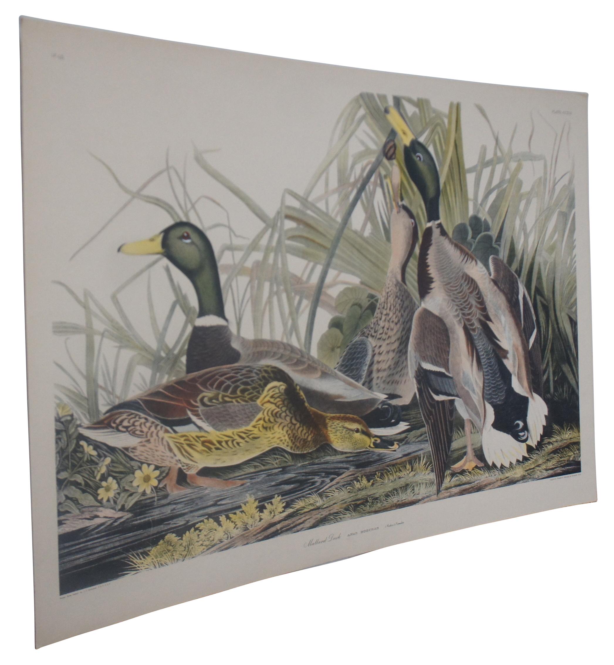 20th Century Robert Havell Mallard Duck Wildlife Landscape Engraving Audubon In Good Condition In Dayton, OH