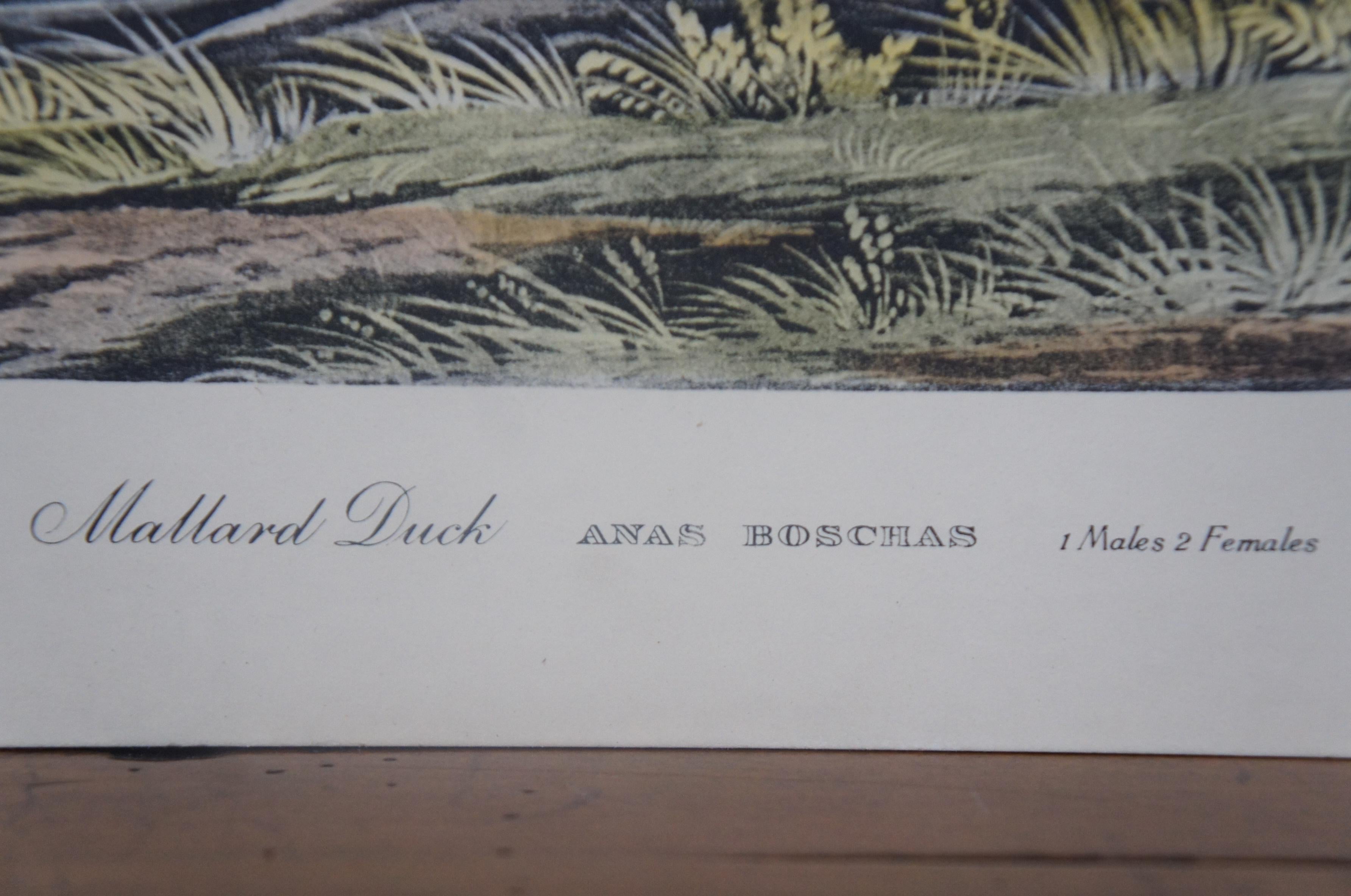20th Century Robert Havell Mallard Duck Wildlife Landscape Engraving Audubon 2