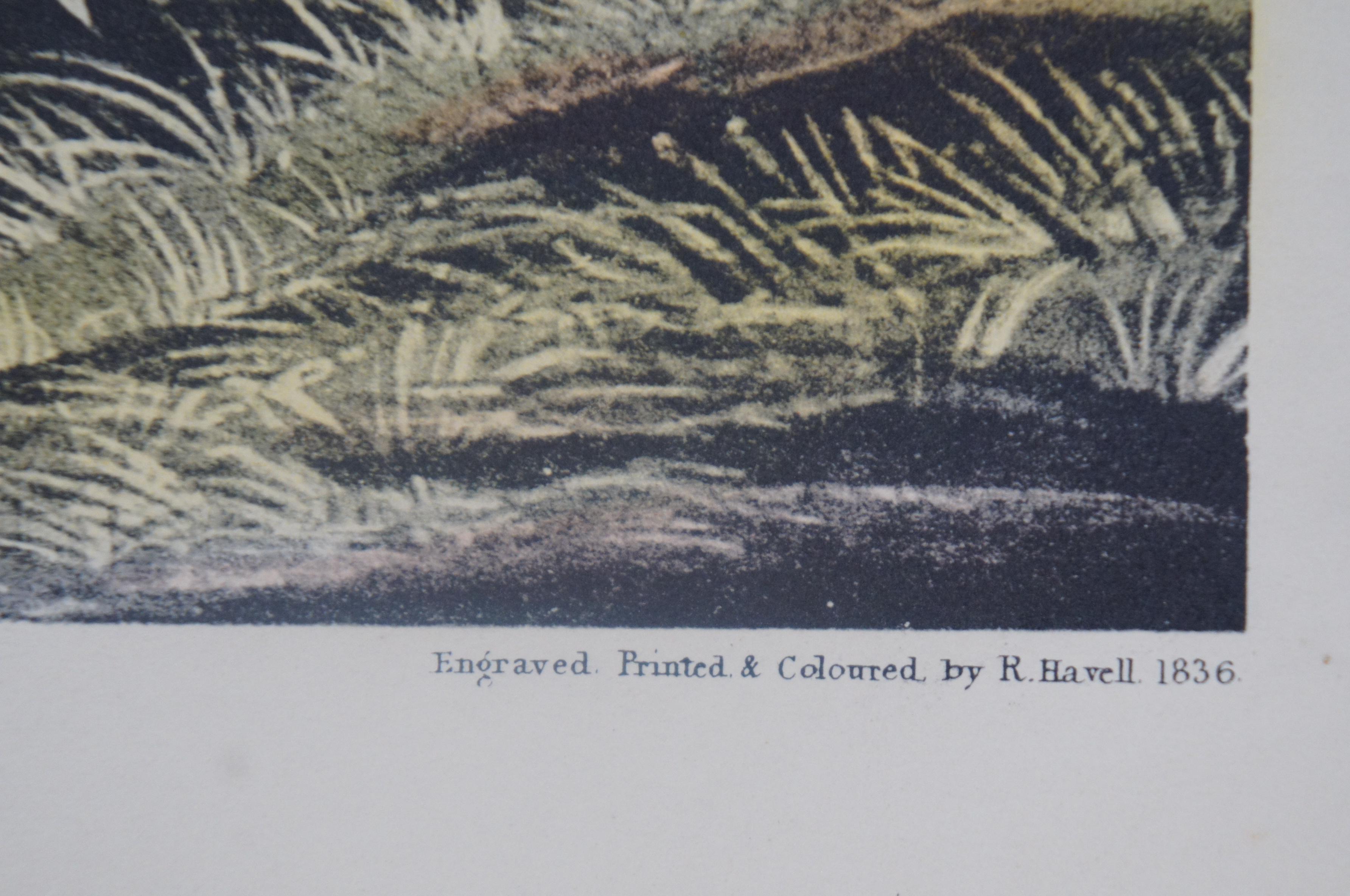 20th Century Robert Havell Mallard Duck Wildlife Landscape Engraving Audubon 3