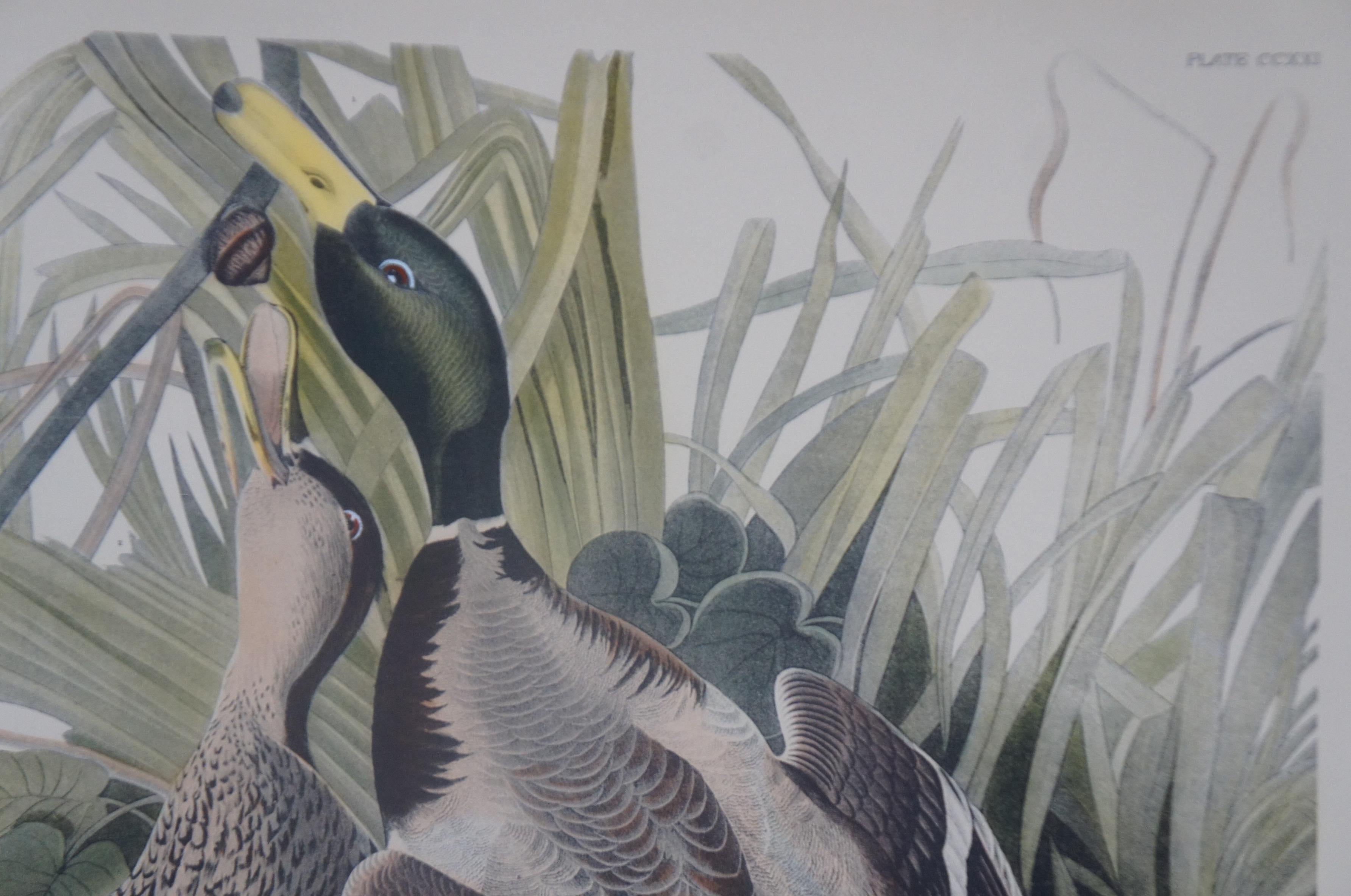 20th Century Robert Havell Mallard Duck Wildlife Landscape Engraving Audubon 5
