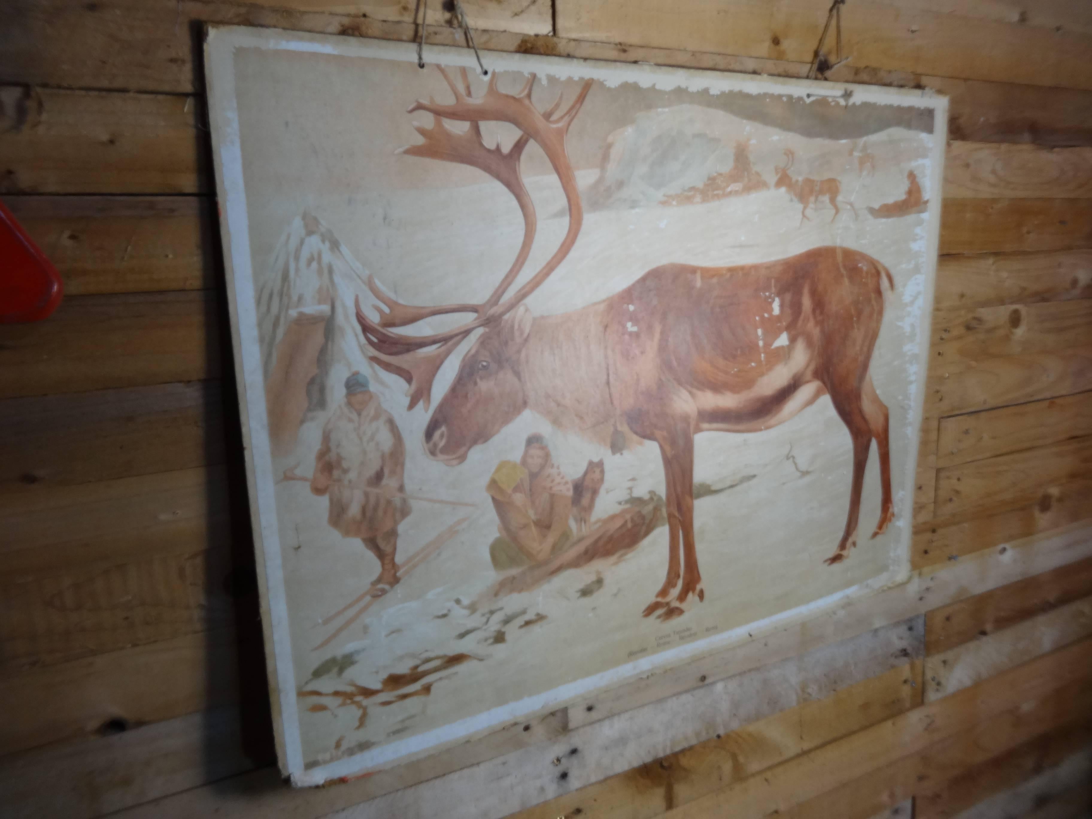 20th Century School Print of Ice Bear and Reindeer 'Double-Sided' For Sale 5