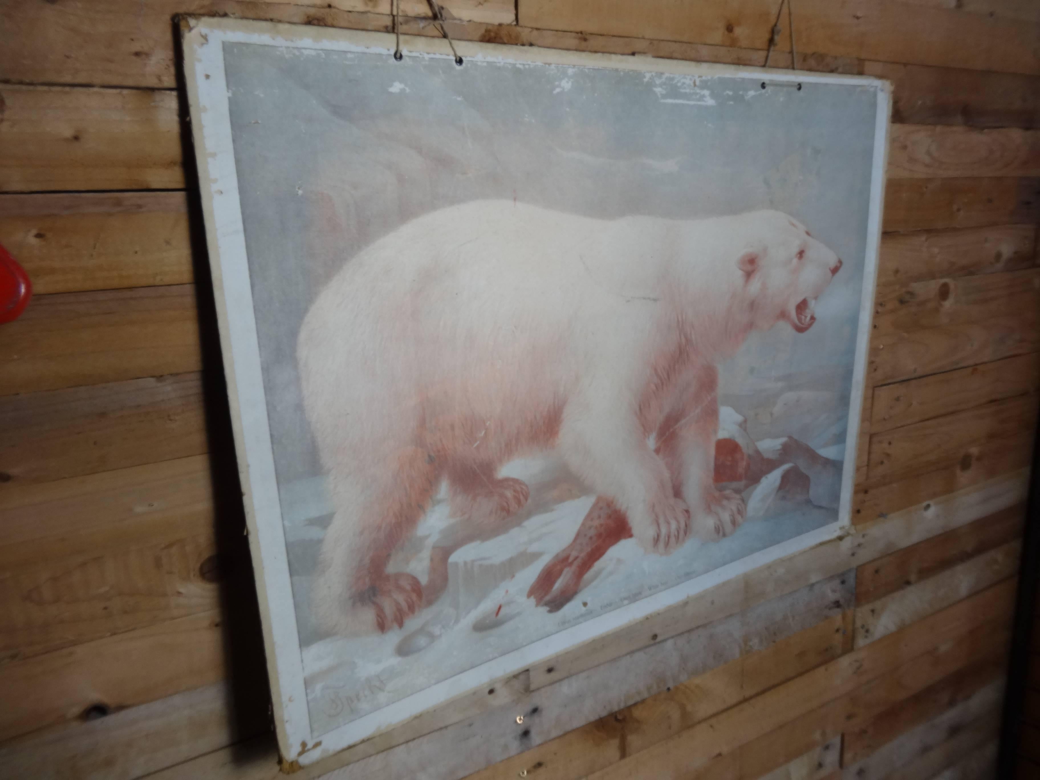 Paper 20th Century School Print of Ice Bear and Reindeer 'Double-Sided' For Sale