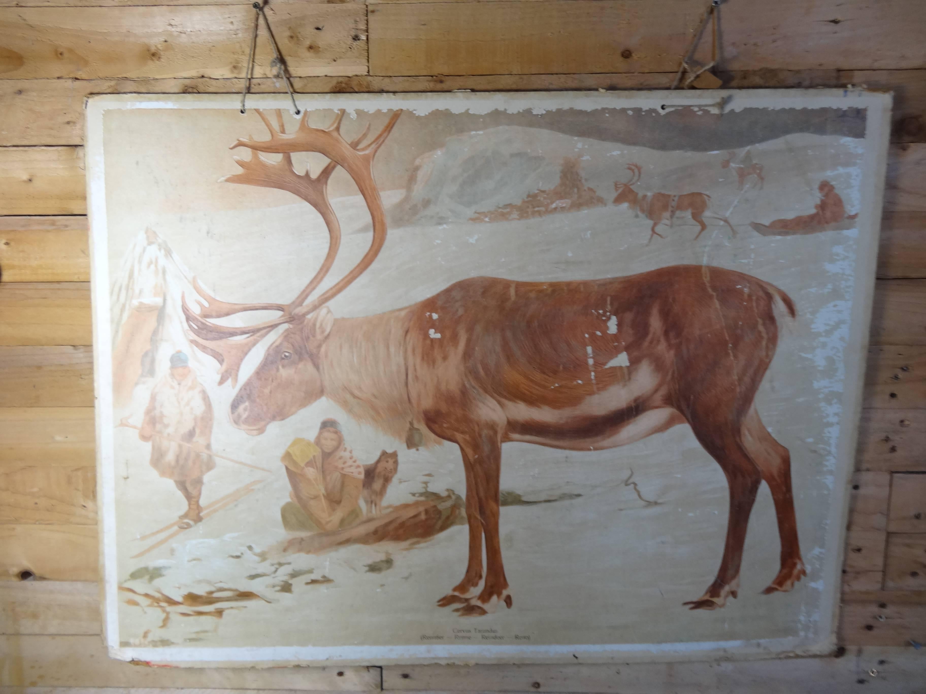 20th Century School Print of Ice Bear and Reindeer 'Double-Sided' For Sale 3