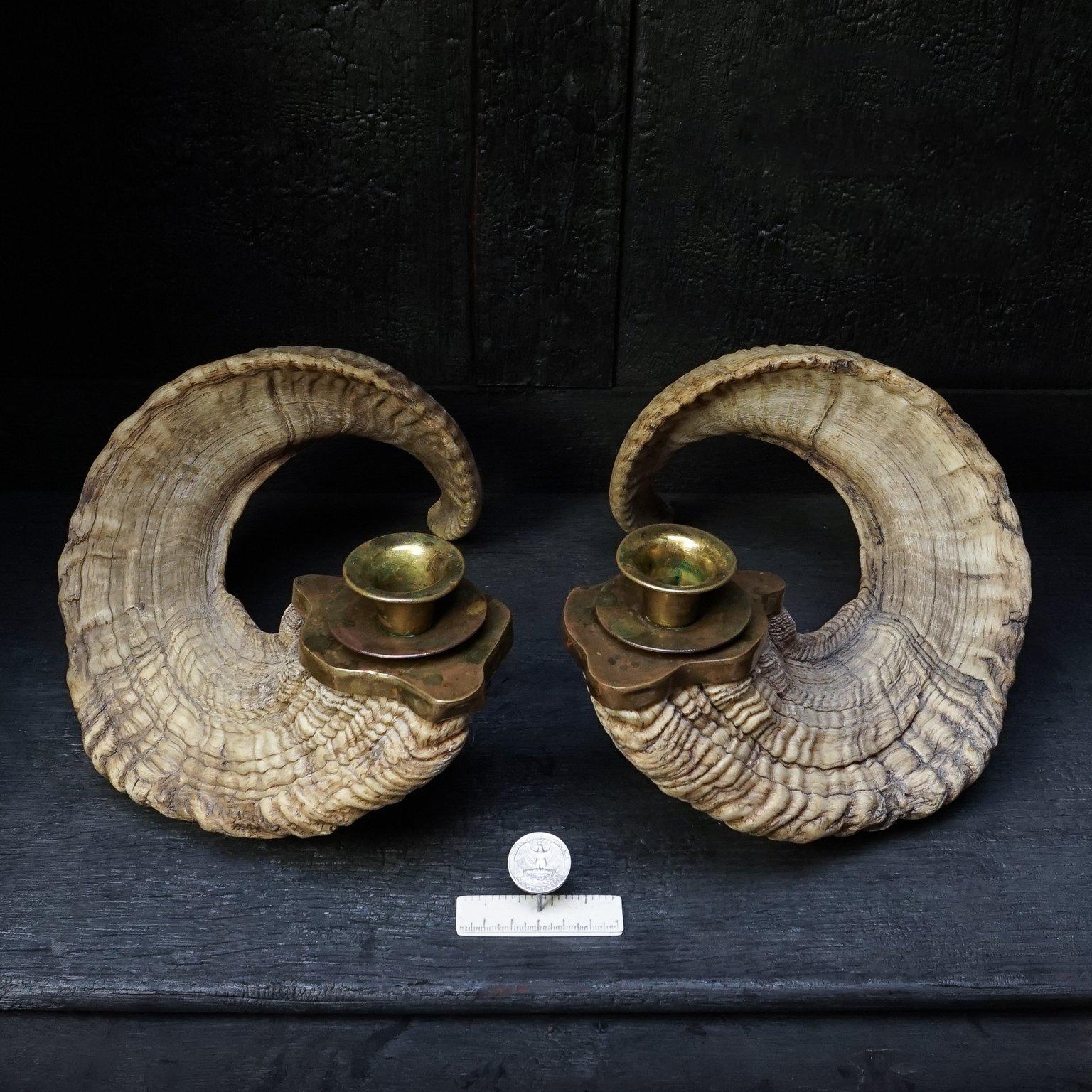 Beautiful large rams mouflon bighorn candle holders with brass fittings.
The horns have natural distinctive form with ridges, are completely unique from one another and the brass holders are tailor-made to fit the horn.

A spectacular pair of