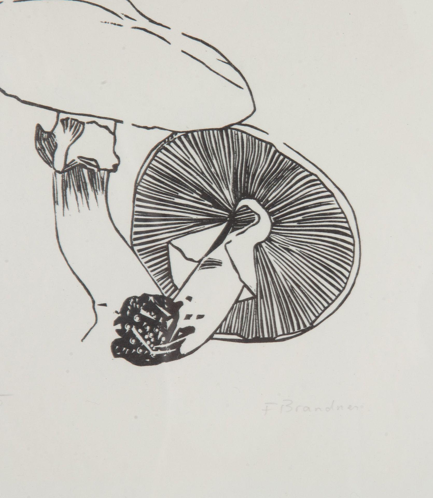 Collection suisse du 20ème siècle de gravures sur bois de champignons en vente 2
