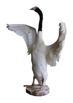 20th Century Taxidermy Black-Necked Swan