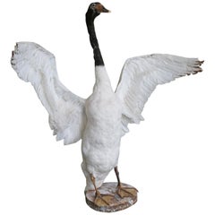 20th Century Taxidermy Black-Necked Swan