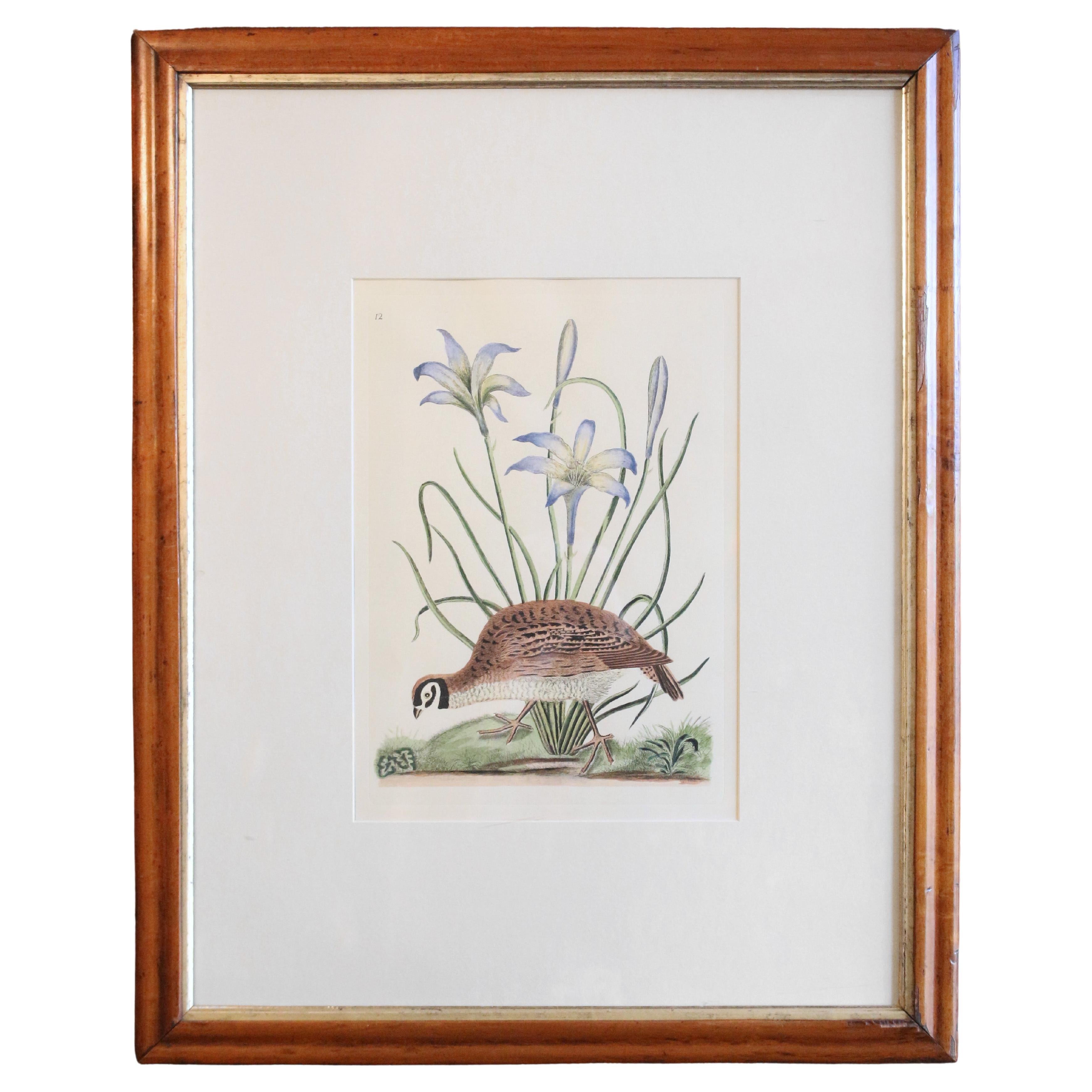 20th Century "The American Partridge and Attamusco Lilly" Print