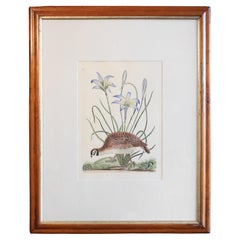 Vintage 20th Century "The American Partridge and Attamusco Lilly" Print