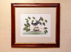 20th Century "The Blew-bird" Print, Copy of the Engraving by Mark Catesby