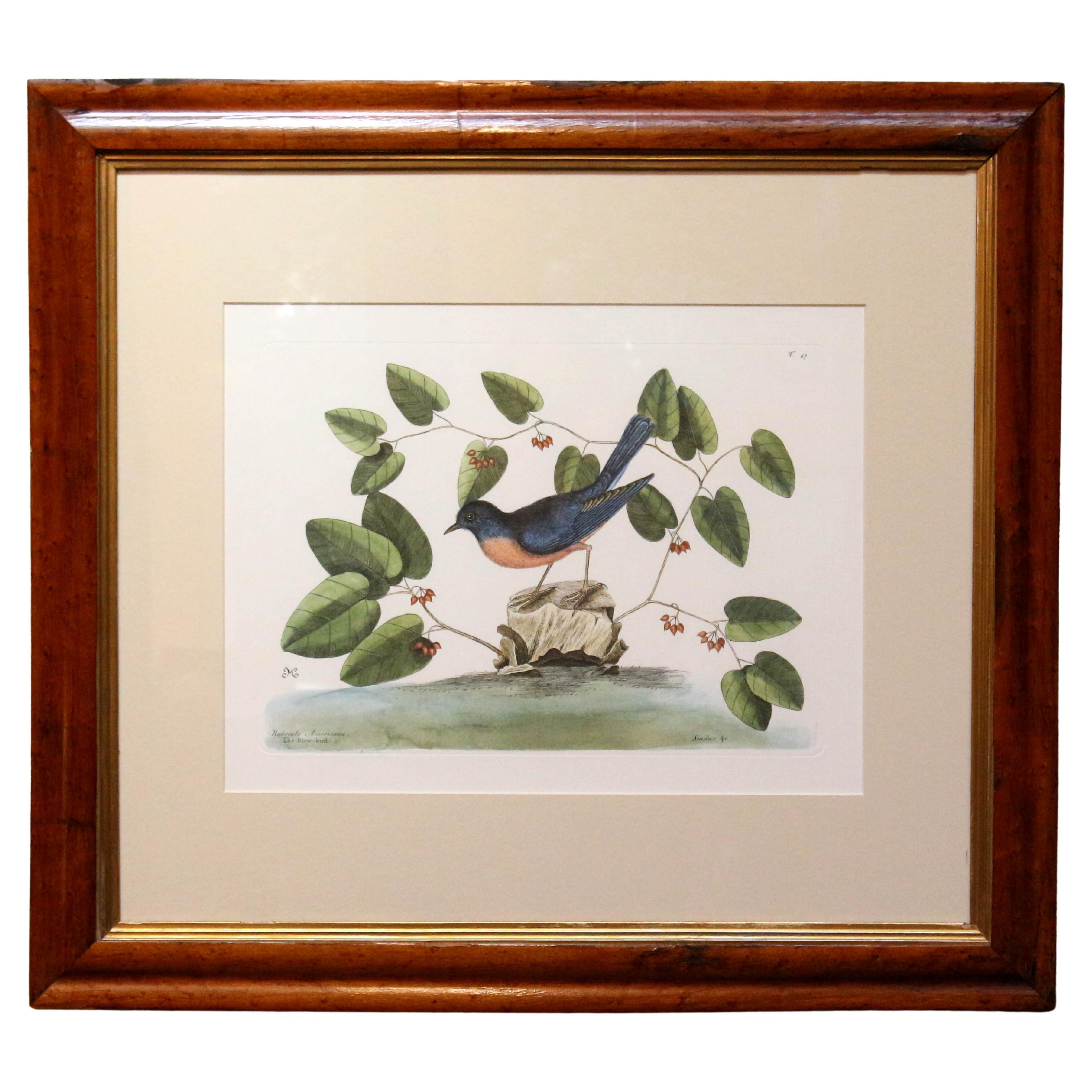 20th Century "The Blew-bird" Print, Copy of the Engraving by Mark Catesby