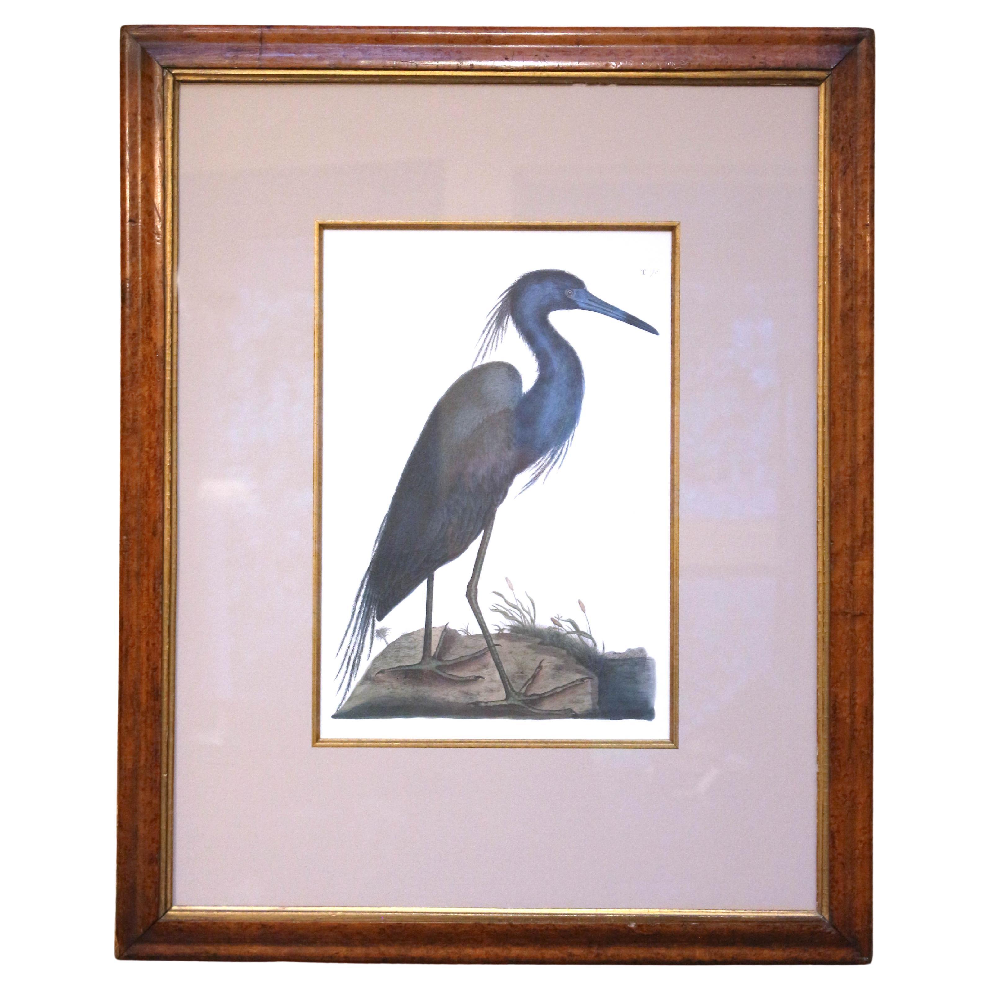 20th Century "The Blue Heron" Print, a Copy of the Engraving by Mark Catesby