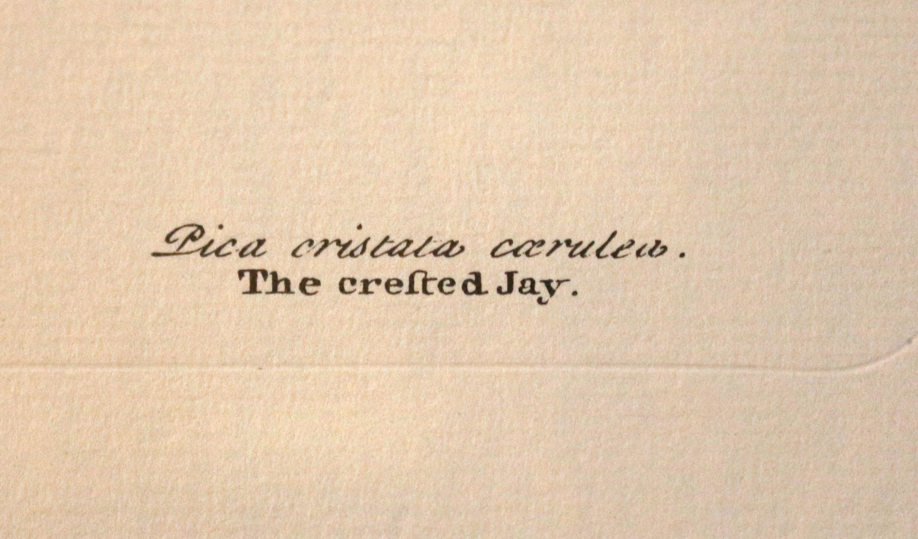 Druck „Der gekreuzte Jay“ des 20. Jahrhunderts, eine Kopie des Kupferstiches von Mark Catesby im Angebot 1