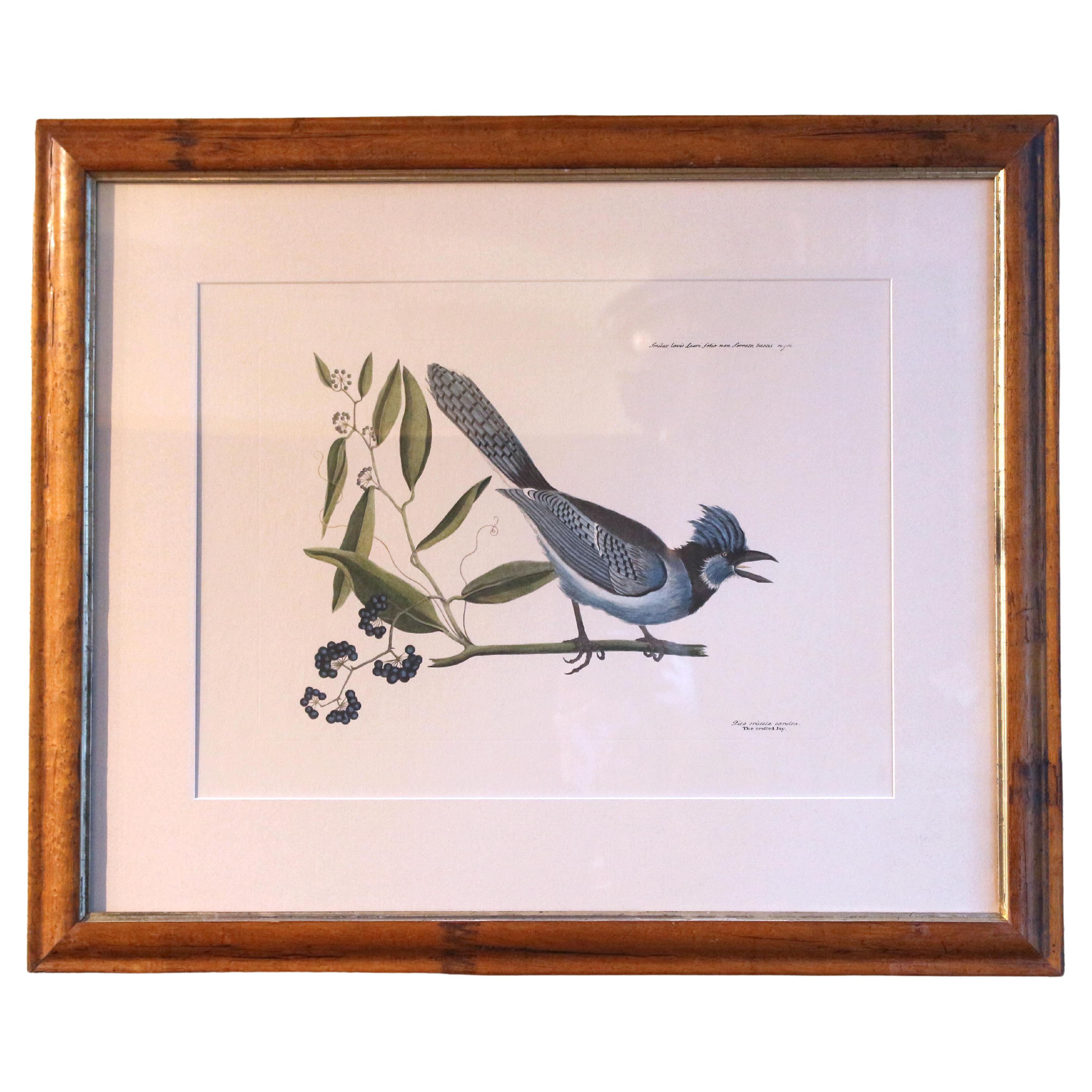 20th Century "The Crested Jay" Print, a Copy of the Engraving by Mark Catesby For Sale