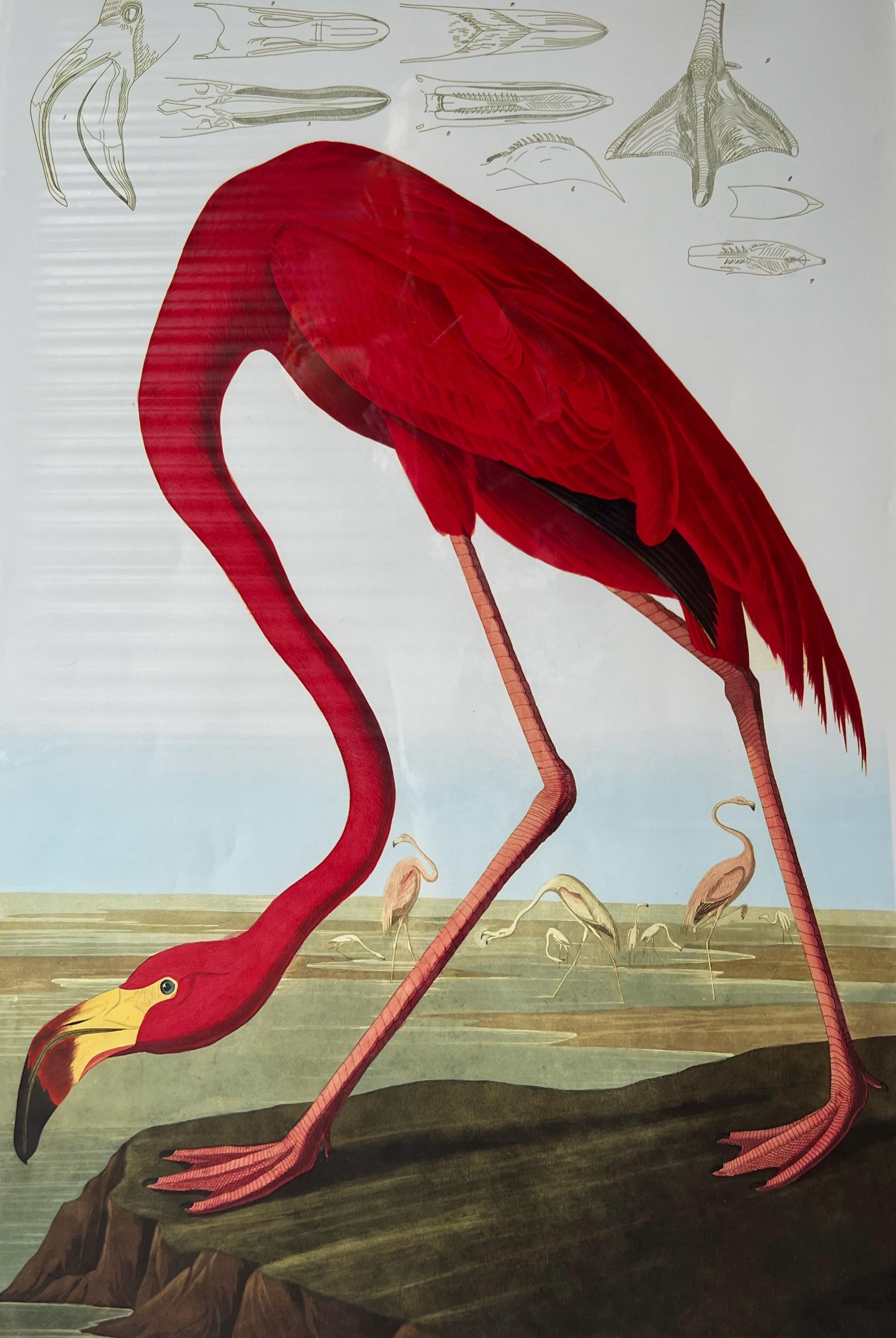Il s'agit d'une belle reproduction encadrée du flamant américain par John James Audubon.  Il s'agit de l'une de ses images les plus emblématiques, qui faisait partie de ses études sur les oiseaux du Golfe, réalisées entre 1827 et 1838. Il est