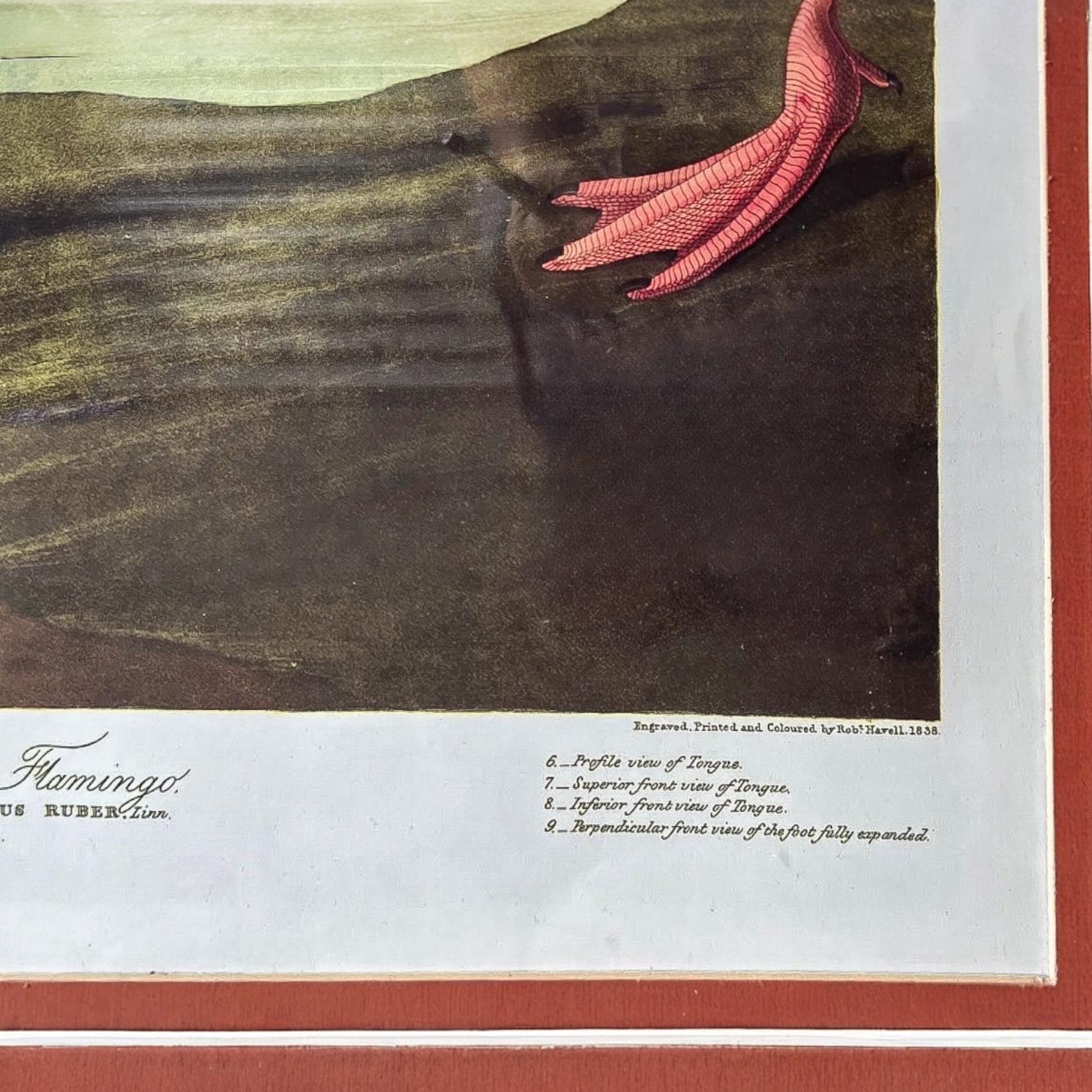 Impression de flamants américains encadrée de style tropical du 20e siècle par John J. Audubon Bon état - En vente à Kennesaw, GA