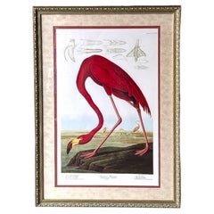 Tropischer gerahmter amerikanischer Flamingo-Druck des 20. Jahrhunderts von John J. Audubon