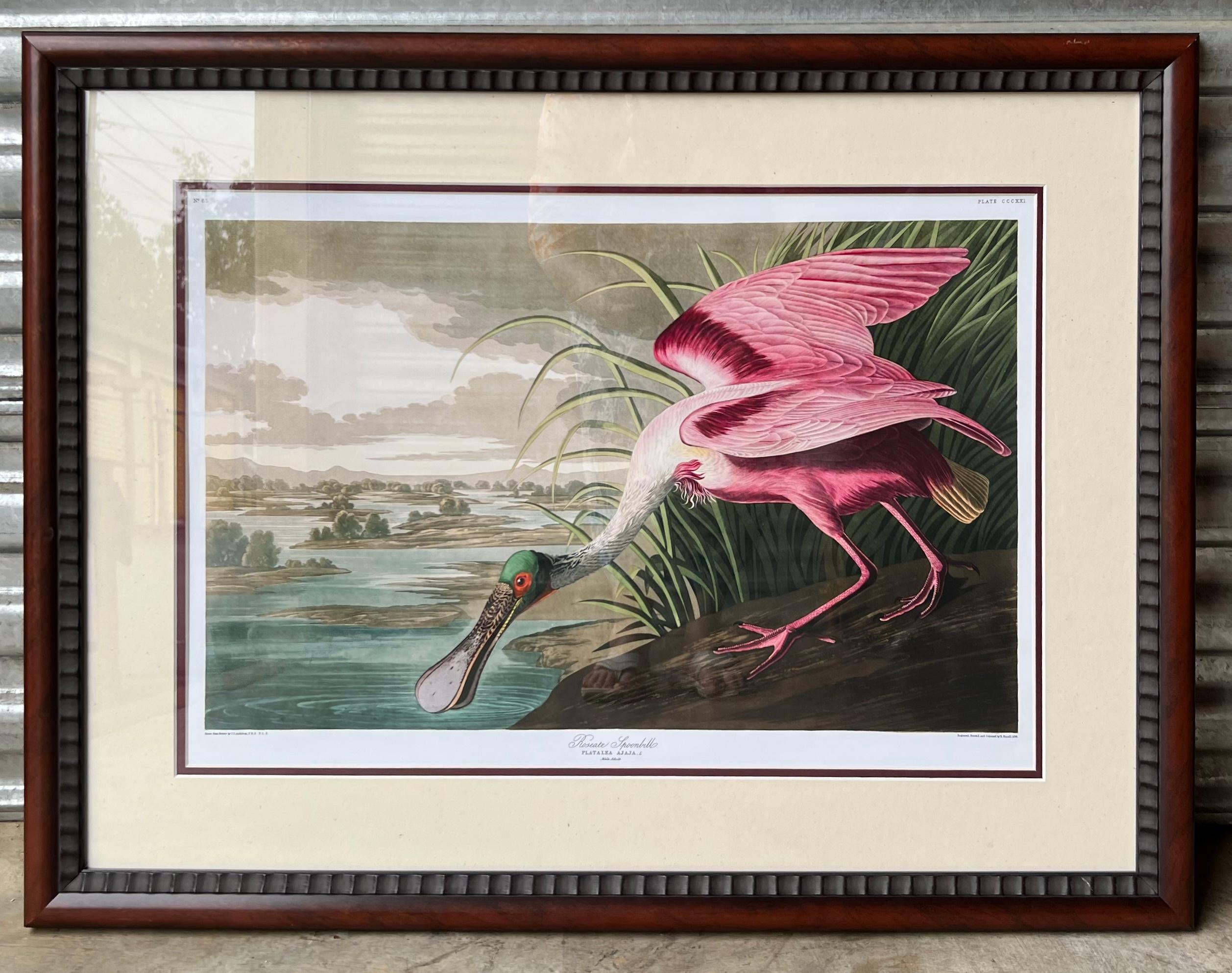 This is a lovely framed print by John J. Audubon of the Roseate Spoonbill, a Gulf bird. Audubon’s bird studies occurred primarily between 1827 and 1838. This is nicely framed in a mahogany frame. I have other Gulf birds if interested.