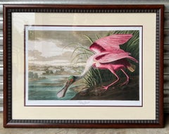 20th Century Tropical Framed Roseate Spoonbill Bird Print By John J. Audubon